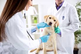 откриване на ветеринарна амбулатория lead consult 